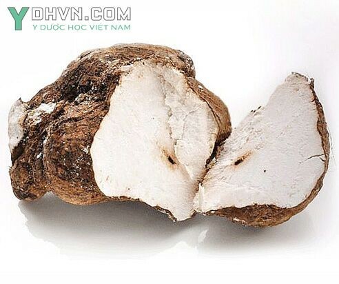 Cây Phục linh. Poria cocos - Cây Thuốc Nam Quanh Ta
